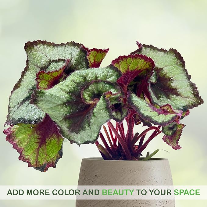 LEAL PLANTS ECUADOR Begonia Rex Escargot (Pack of 2) – Attractive Indoor Plant,Easy Care, Air-Purifying House Plant for Wellness & Home Decor, Office Desk, Unique Sustainable Gift for Plant Lovers