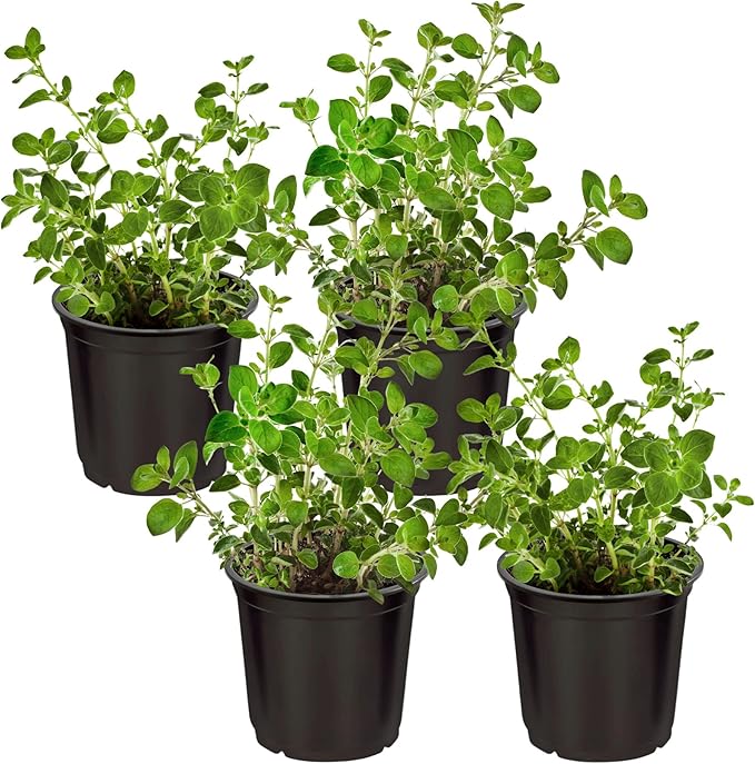 Live Aromatic and Edible Herb - Oregano (4 Per Pack), Loaded with Antioxidants, 8" Tall by 4" Wide in 1 Pint Pot