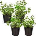 Live Aromatic and Edible Herb - Oregano (4 Per Pack), Loaded with Antioxidants, 8" Tall by 4" Wide in 1 Pint Pot