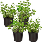 Live Aromatic and Edible Herb - Oregano (4 Per Pack), Loaded with Antioxidants, 8" Tall by 4" Wide in 1 Pint Pot