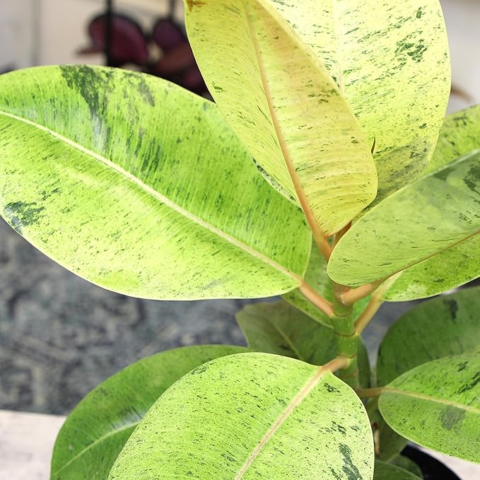 Ficus Shivereana 'Moonshine', Rare Rubber Trees, Unique Live Houseplant Decor in 6" White Pot, Easy Gift, Variegated Live Ficus Houseplants, Office & Decorative Plants by Plants for Pets