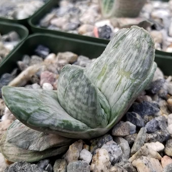 Planet Desert Gasteria Sakura Fuji Cacti Cactus Succulent Real Live Plant