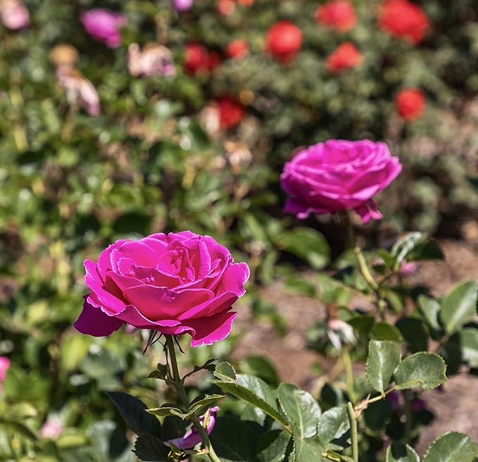 Fresh Roses for Delivery Prime, Pink Rose Live Rose Bush Plants, Indoor Rose Plant Lover Gifts, Fresh Flowers for Delivery Prime, Potted Rose Plant Live Plants, Live Outdoor Plants by Plants for Pets