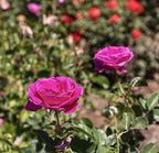 Fresh Roses for Delivery Prime, Pink Rose Live Rose Bush Plants, Indoor Rose Plant Lover Gifts, Fresh Flowers for Delivery Prime, Potted Rose Plant Live Plants, Live Outdoor Plants by Plants for Pets