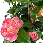Blooming & Beautiful - Mrs. Lyman Clarke Camellia - 3 Gal - Evergreen Shrub - Large Pink Semi-Double Blooms - Golden Stamens - Zones 7-9 - Camellia Japonica ‘Mrs. Lyman Clarke’ - 3 Gallon Pot