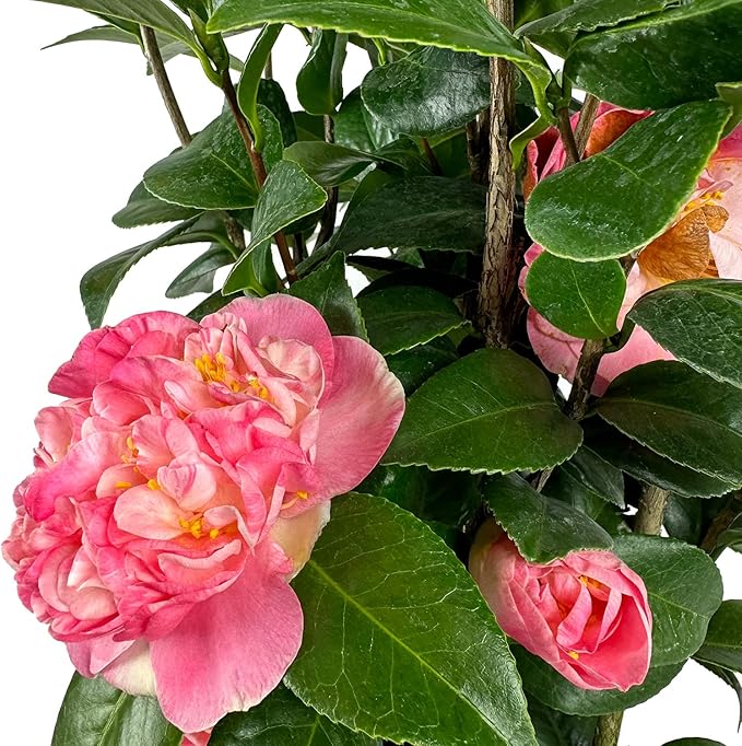Blooming & Beautiful - Mrs. Lyman Clarke Camellia - 3 Gal - Evergreen Shrub - Large Pink Semi-Double Blooms - Golden Stamens - Zones 7-9 - Camellia Japonica ‘Mrs. Lyman Clarke’ - 3 Gallon Pot