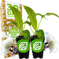 White Bat Live Flowering Plant (Tacca integrifolia) by Wellspring Gardens – Exotic Indoor or Outdoor Starter Plant with Stunning White Petals, Unique Bat-Like Blooms (2-Pack)