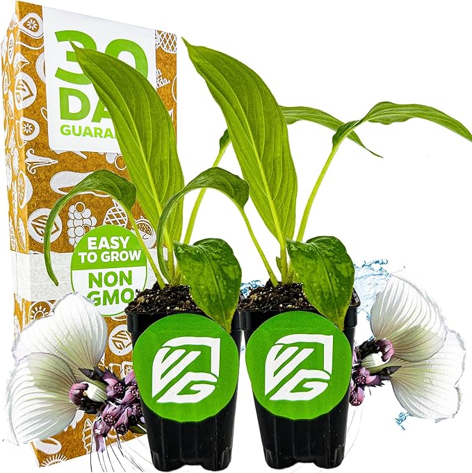 White Bat Live Flowering Plant (Tacca integrifolia) by Wellspring Gardens – Exotic Indoor or Outdoor Starter Plant with Stunning White Petals, Unique Bat-Like Blooms (2-Pack)