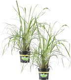 Bonnie Plants Lemongrass, Live Herb Plants 1 Gal., 2 Pack, Aromatic Grass-Like Leaves Ideal for Containers, Herb, and Flower Gardens