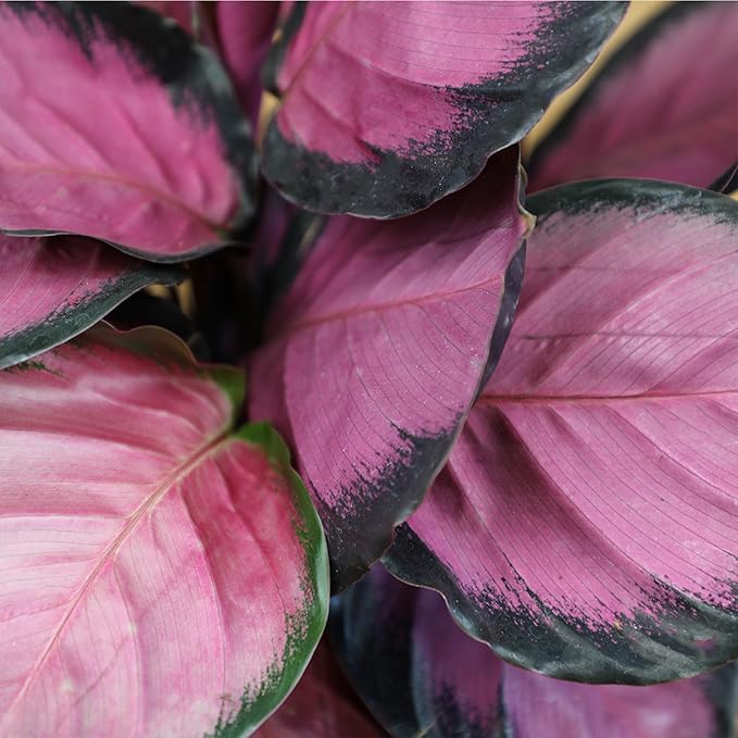 Pet Safe Purple Prayer Plant (Calathea Roseopicta) in 6" Grower Pot, Pet Friendly Houseplant, Live Prayer Plants & Air Purifying Indoor Houseplants by Plants for Pets