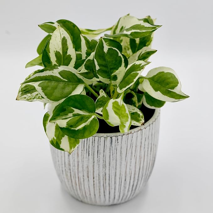 PLANTVERS Live Pearls and Jade Pothos in a 3" Nursery Pot | Low Light Variegated Houseplants | Air Purifying Indoor Plants | Vining Office Plants