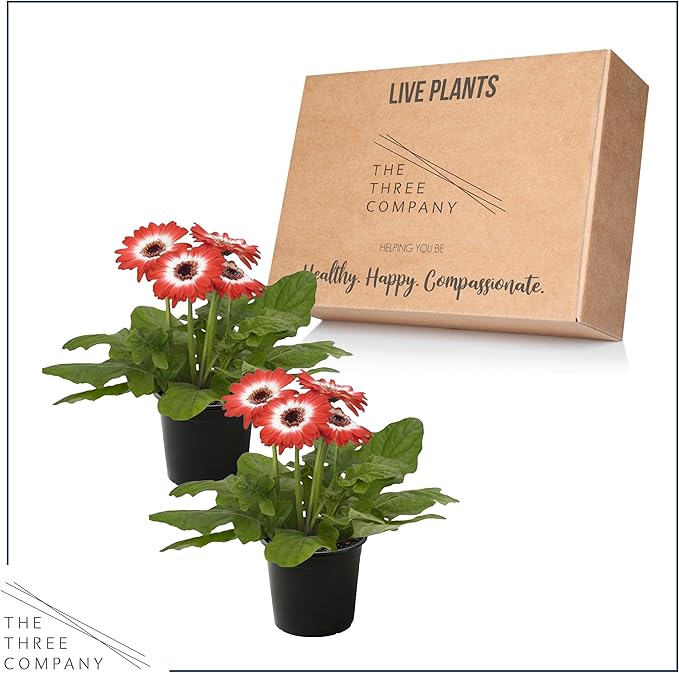 Live Flowering Gerbera Daisies - Red and White Bicolor (2 Plants Per Pack), Beautiful Spring Flowers, 12" Tall by 5" Wide in 1 Qt Pot