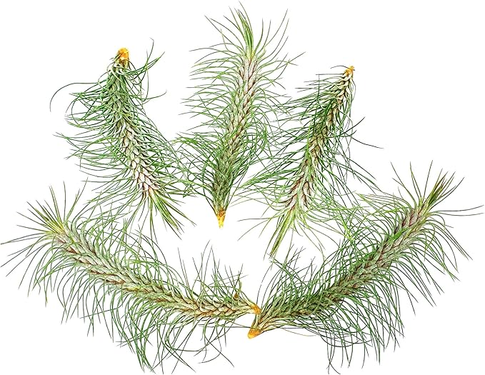 ragnaroc Air Plants - Colombian Tillandsia Funckiana, Large 5" - 5ct - Live Arrival Guaranteed - House Plants for Home Decor & Gift