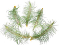 ragnaroc Air Plants - Colombian Tillandsia Funckiana, Large 5" - 5ct - Live Arrival Guaranteed - House Plants for Home Decor & Gift