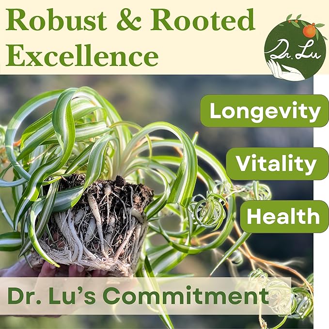 Dr. Lu’s Organic Bonnie Curly Spider Plant | Air Purifying House Plants | Rooted Spider Plant | Easy Grow Indoor Plants | Live Plants in 6'' Nursery Pot