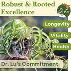 Dr. Lu’s Organic Bonnie Curly Spider Plant | Air Purifying House Plants | Rooted Spider Plant | Easy Grow Indoor Plants | Live Plants in 6'' Nursery Pot
