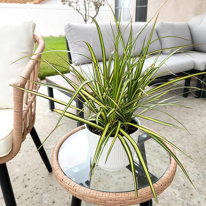 Dracaena Marginata Sunray, Air Purifying Easy Houseplant Decor in 6" White Pot, Dracaena Corn Stalk, Live Botanical Gift, Indoor Dragon Tree, Real Plants & Decorative Plants by Plants for Pets