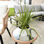 Dracaena Marginata Sunray, Air Purifying Easy Houseplant Decor in 6" White Pot, Dracaena Corn Stalk, Live Botanical Gift, Indoor Dragon Tree, Real Plants & Decorative Plants by Plants for Pets