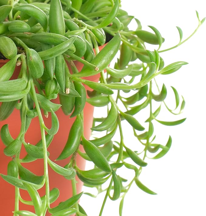 Shop Succulents String of Bananas Hanging Succulent, Senecio Radicans, Fully Rooted Live 6" Succulent Plant, Low Maintenance Indoor Plant, Trailing Succulents, Gift & Garden