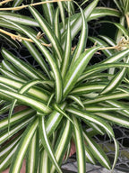 Spider Plant Live Houseplant ~ Reverse Variegated ~ Large Healthy Plant Ready for Home or Office ~ Air Purifying, Low Maintenance, Green and White Foliage, Indoor and Office Decor