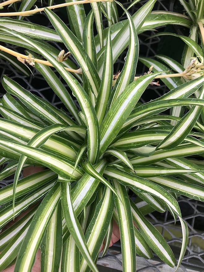 Spider Plant Live Houseplant ~ Reverse Variegated ~ Large Healthy Plant Ready for Home or Office ~ Air Purifying, Low Maintenance, Green and White Foliage, Indoor and Office Decor