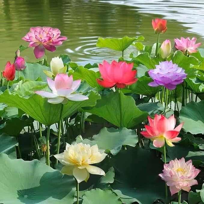 10pcs Bowl Lotus Seeds for Planting - Bonsai Lotus Seeds, Water Lily Flower, Aquatic Plants, Ideal for Ponds, Non-GMO Home Garden Plant Seeds, Flowering Aquatic Bonsai
