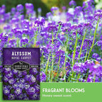 Alyssum Seeds for Planting - Sweet Royal Carpet Purple Variety - Fragrant Perennial Flower & Ground Cover - Heirloom Non-GMO - Survival Garden Seeds (2 Packs)