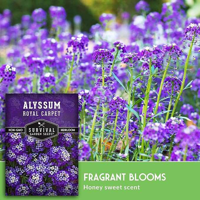 Alyssum Seeds for Planting - Sweet Royal Carpet Purple Variety - Fragrant Perennial Flower & Ground Cover - Heirloom Non-GMO - Survival Garden Seeds (3 Packs)