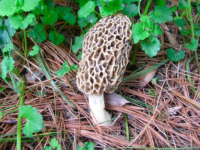 | Morel Mushrooms Spores 40 Grams in Sawdust Bag - Morchella Esculenta, True Morel Mushroom Growing Kit, Fresh Morel Mushroom Spores, Morel Mushroom Kit in 5 Gallons of Filtered