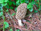| Morel Mushrooms Spores 40 Grams in Sawdust Bag - Morchella Esculenta, True Morel Mushroom Growing Kit, Fresh Morel Mushroom Spores, Morel Mushroom Kit in 5 Gallons of Filtered