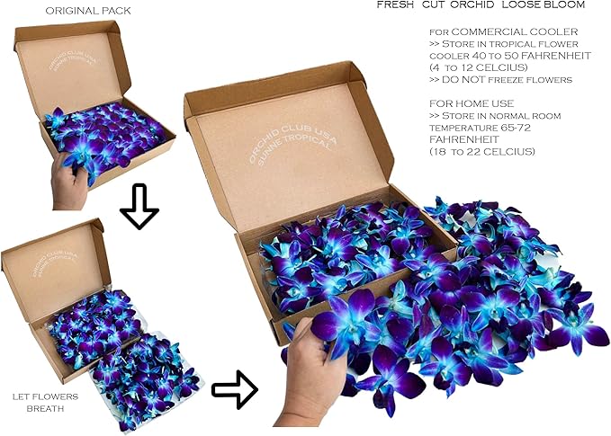 Miami Fresh Orchid Loose Bloom PERISHABLE flowers OrchidClub USA Sunne Tropical DIY lei, food & drink decoration (100 BLUE)