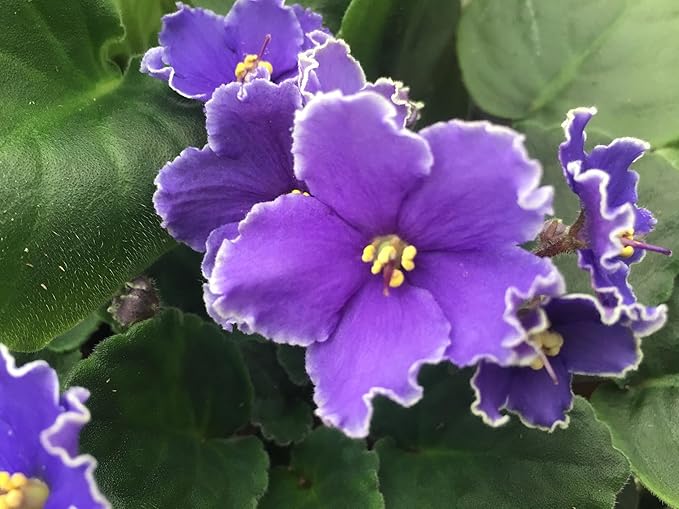 Optimara African Violet Variety Pack (2 Plants) 4" Pots, Grower's-Choice Assorted Varieties