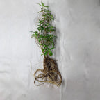 Fire Cracker Plant, a Great Live Pond Plant for Your Water Garden. Filters koi and Goldfish Ponds. Good for Bogs, Plant Shelf or Shallow Water This marginal Aquatic is a Real Beauty