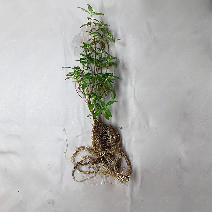 Fire Cracker Plant, a Great Live Pond Plant for Your Water Garden. Filters koi and Goldfish Ponds. Good for Bogs, Plant Shelf or Shallow Water This marginal Aquatic is a Real Beauty