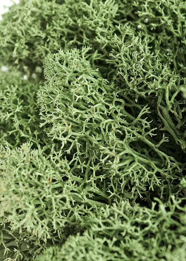 SuperMoss (21792) Reindeer Moss – Soft Preserved Moss for Home Decor, Crafts, Terrariums, Floral Design, and Wedding Decorations, 2,588 cu in, Green