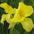 Canna 'Golden', a Great Live Pond Plant for Your Water Garden. Filters koi and Goldfish Ponds. Good for Bogs, Plant Shelf or Shallow Water This marginal Aquatic is a Real Beauty
