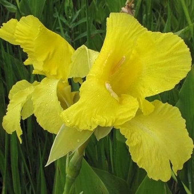 Canna 'Golden', a Great Live Pond Plant for Your Water Garden. Filters koi and Goldfish Ponds. Good for Bogs, Plant Shelf or Shallow Water This marginal Aquatic is a Real Beauty