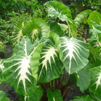 White Lava Taro, a Great Live Pond Plant for Your Water Garden. Filters The koi and Goldfish Pond. Good for Bogs, Plant Shelf or Shallow Water This marginal Aquatic is a Real Beauty