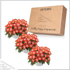 Live Flowering New Guinea Impatiens - Harmony Orange Star (3 Plants Per Pack) - Beautiful Shade Flowers - 12" Tall by 5" Wide in 1 Qt Pot