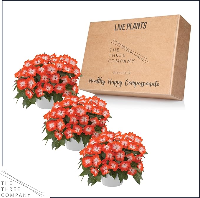 Live Flowering New Guinea Impatiens - Harmony Orange Star (3 Plants Per Pack) - Beautiful Shade Flowers - 12" Tall by 5" Wide in 1 Qt Pot