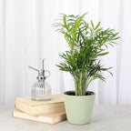 Thorsen's Greenhouse Parlor Palm Plant, Live Indoor Plant, Neanthe Bella Palm, Natural Air Purifier, Easy to Grow, Pet Safe Plant, 4-inch Diameter Pot (Sage)