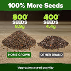 HOME GROWN Non GMO Cherry Belle Radish Seeds 800+ Heirloom Vegetable Seeds for Planting Outdoors Harvest in 30 Days Red Radishes, Spring and Fall Garden(Raphanus Sativus)