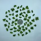 60+ Giant Duckweed (+Mystery Plant) Live Aquatic Floating Plant for Aquarium (spirodela polyrhiza) by Aquarigram