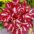 Hosta Seeds for Garden, 200 Pieces Perennial Shade Plants, Easy Growing Ornamental Foliage for Borders, Patios, Pots, Gardening Gift