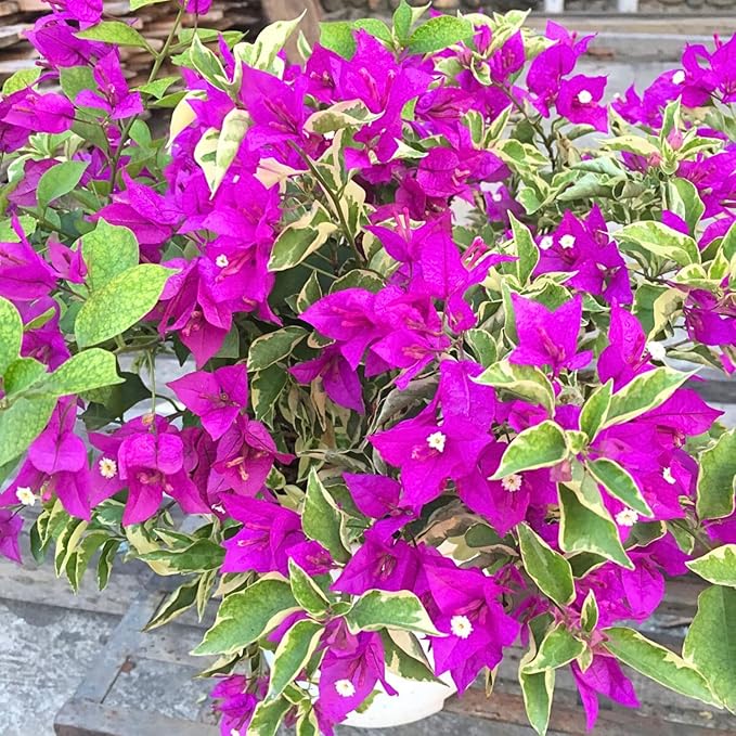 2 Bougainvillea Live Plants, Tropical Bougainvillea Flowering Vine, Fast Growing Outdoor and Container Plant, 4-8'' Tall (Variegated Purple Blooms)