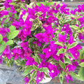 2 Bougainvillea Live Plants, Tropical Bougainvillea Flowering Vine, Fast Growing Outdoor and Container Plant, 4-8'' Tall (Variegated Purple Blooms)
