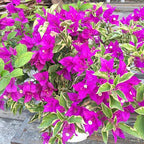 2 Bougainvillea Live Plants, Tropical Bougainvillea Flowering Vine, Fast Growing Outdoor and Container Plant, 4-8'' Tall (Variegated Purple Blooms)