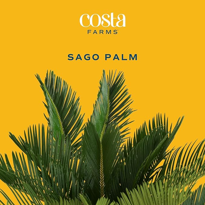 Costa Farms Live Sago Palm, Easy to Grow Live Indoor Plant, Houseplant in Plant Pot, Home and Room Decor, 1 Foot Tall