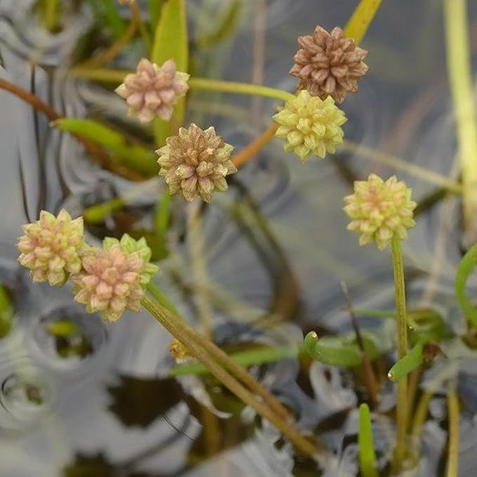 Chalily Pink Cups, a Great Live Pond Plant for Your Water Garden. Filters koi and Goldfish Ponds. Good for Bogs, Plant Shelf or Shallow Water This marginal Aquatic is a Real Beauty