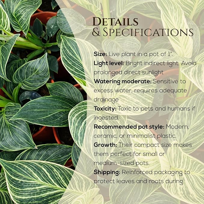 Philodendron Birkin Plant (4 Pack) Live Starter Plug Plants, Variegated Indoor Houseplants, Tropical Philodendron Plants Live, Easy Care Houseplants, White Striped Foliage Plants for Indoor Growing
